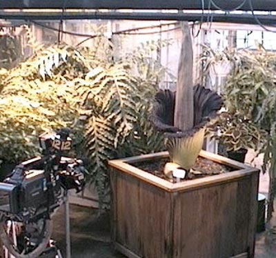 corpseflower