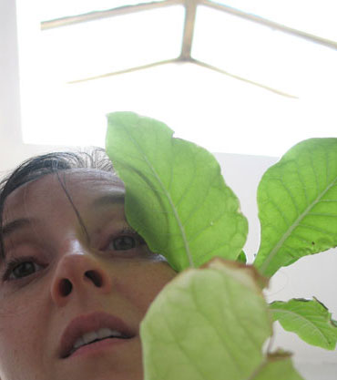 tobacco plant